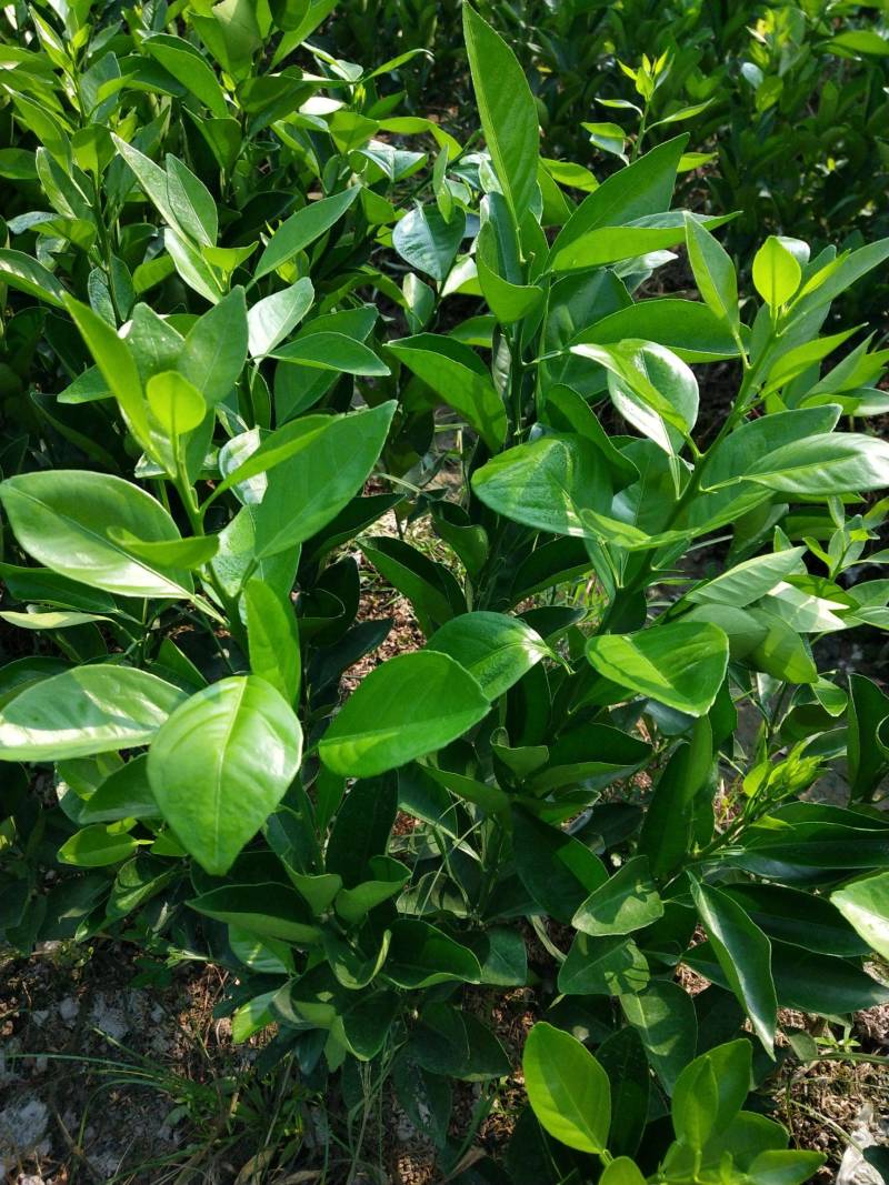 纽荷尔脐橙苗，品质保证，产地直发，欢迎来电咨询