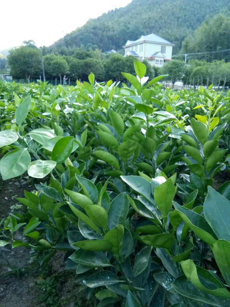 纽荷尔脐橙苗，品质保证，产地直发，欢迎来电咨询