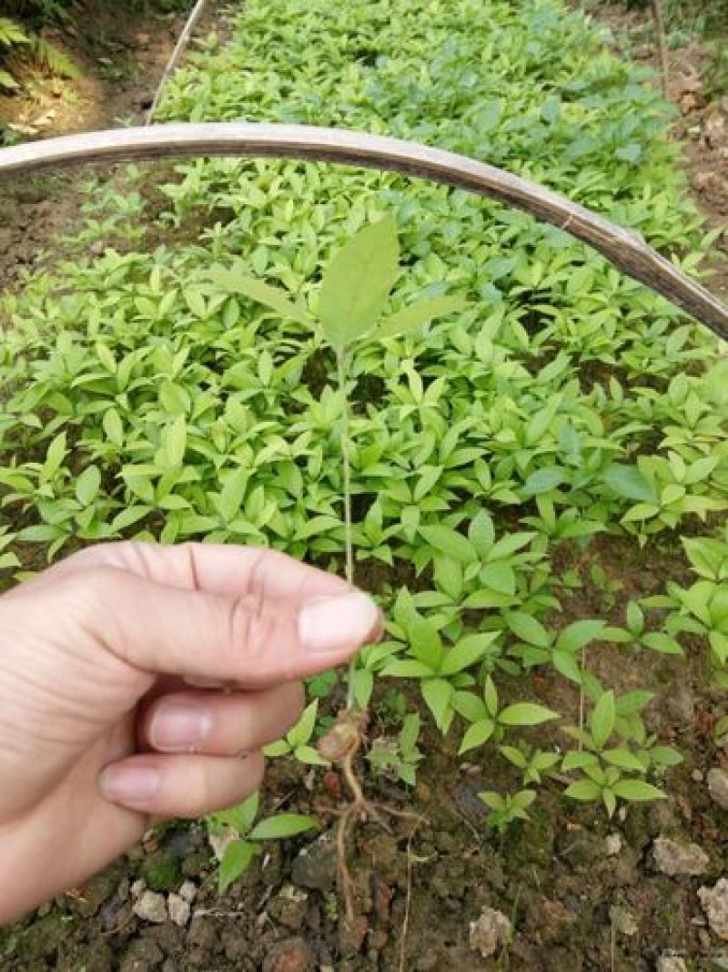 金丝楠木芽苗，品质保证，大量有货，欢迎来电咨询