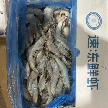 【精品】对虾大量现货供应规格齐全一手货源欢迎合作