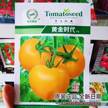 黄番茄种子，黄色沙瓤西红柿子，早熟，无限生长，硬度高