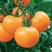 黄番茄种子，黄色沙瓤西红柿子，早熟，无限生长，硬度高