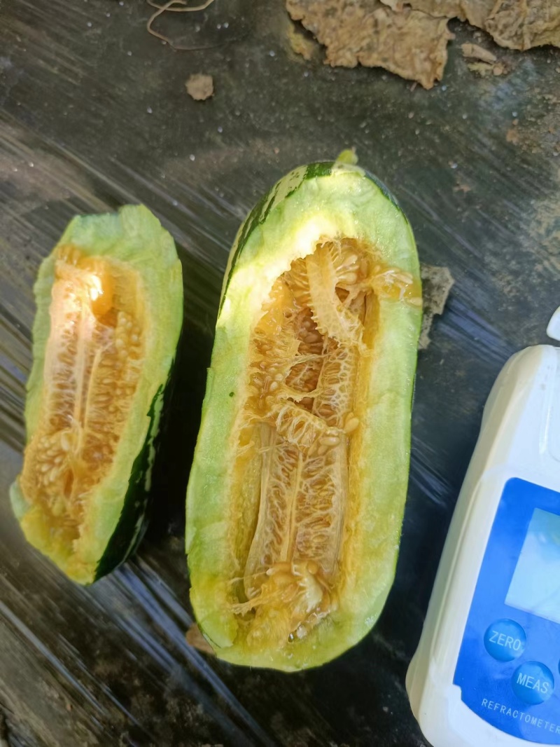 【好货】万亩香瓜辽宁博洋9号甜瓜产地货源口感清甜大型商超