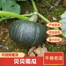 贝贝，板栗瓜规格齐全广西直发对接电商市场电联
