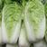 定州春季北京3号大白菜一手货源量大颜色绿形状匀称