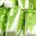 定州春季北京3号大白菜一手货源量大颜色绿形状匀称