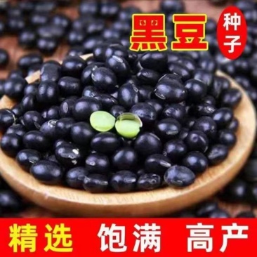 养身黑豆种子黑大豆发豆芽干净饱满非转基因农村自种