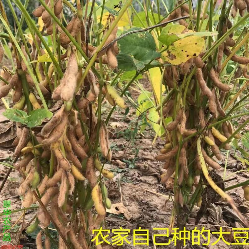 养身黑豆种子黑大豆发豆芽干净饱满非转基因农村自种
