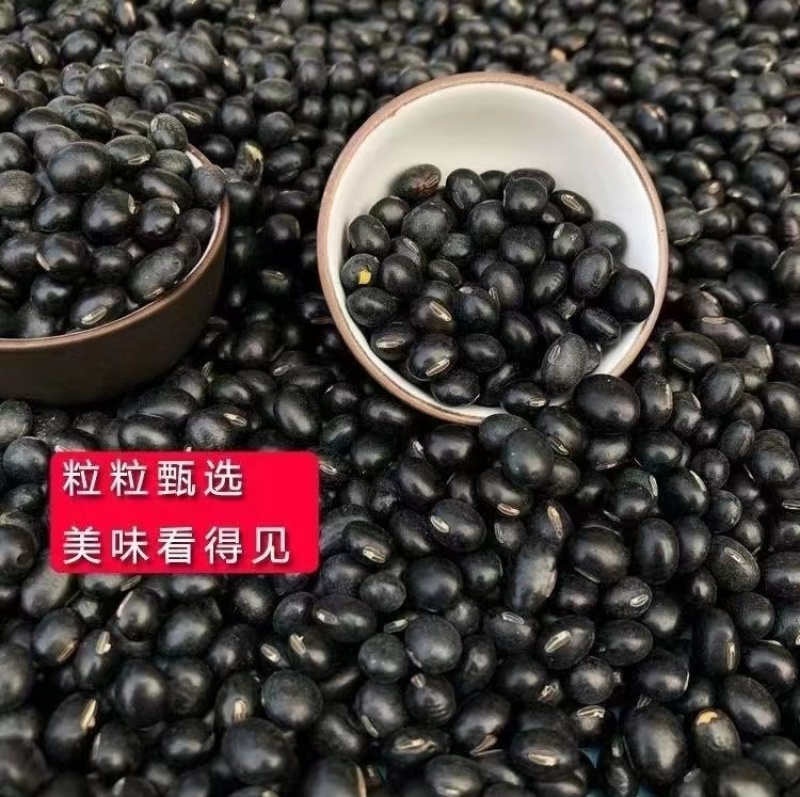 养身黑豆种子黑大豆发豆芽干净饱满非转基因农村自种