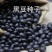 养身黑豆种子黑大豆发豆芽干净饱满非转基因农村自种