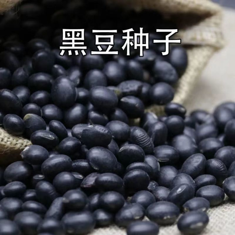 养身黑豆种子黑大豆发豆芽干净饱满非转基因农村自种