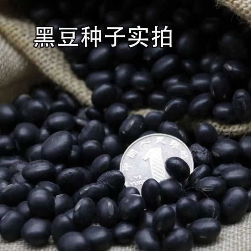 养身黑豆种子黑大豆发豆芽干净饱满非转基因农村自种