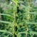 矮脚一条鞭白芝麻种子优质荚多早熟高产抗病农家春夏播农家蔬