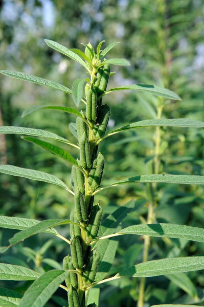 矮脚一条鞭白芝麻种子优质荚多早熟高产抗病农家春夏播农家蔬