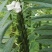矮脚一条鞭白芝麻种子优质荚多早熟高产抗病农家春夏播农家蔬