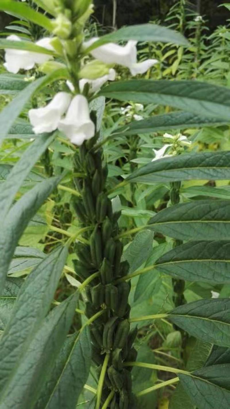 矮脚一条鞭白芝麻种子优质荚多早熟高产抗病农家春夏播农家蔬