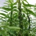 矮脚一条鞭白芝麻种子优质荚多早熟高产抗病农家春夏播农家蔬