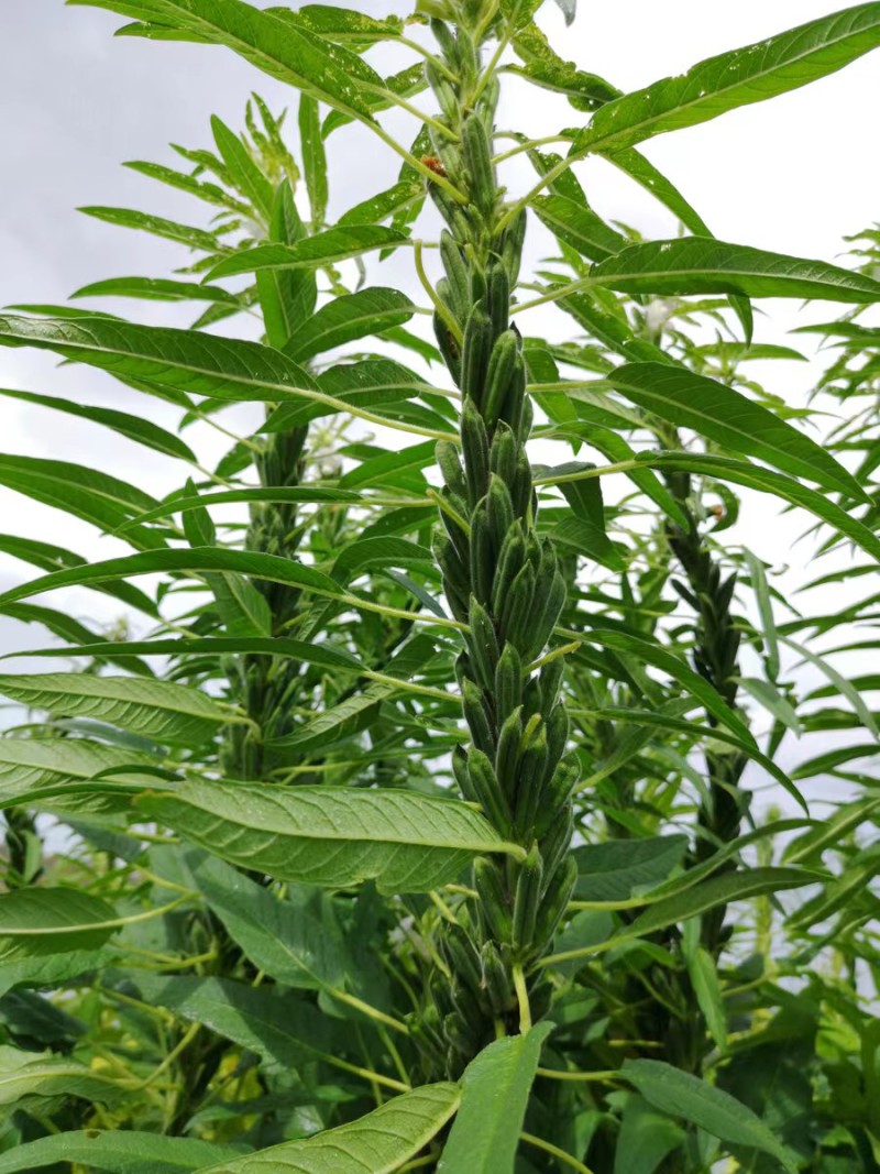 矮脚一条鞭白芝麻种子优质荚多早熟高产抗病农家春夏播农家蔬