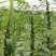 矮脚一条鞭白芝麻种子优质荚多早熟高产抗病农家春夏播农家蔬