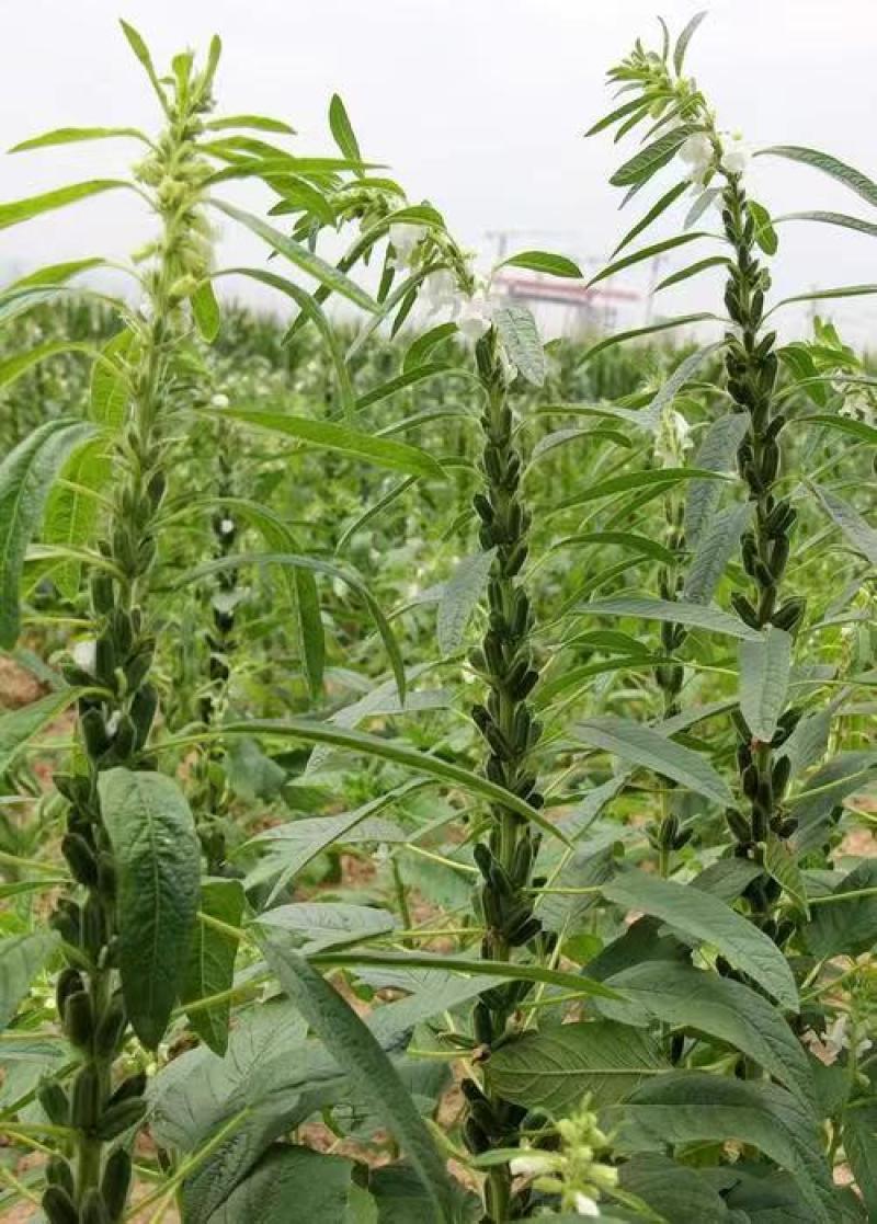 矮脚一条鞭白芝麻种子优质荚多早熟高产抗病农家春夏播农家蔬