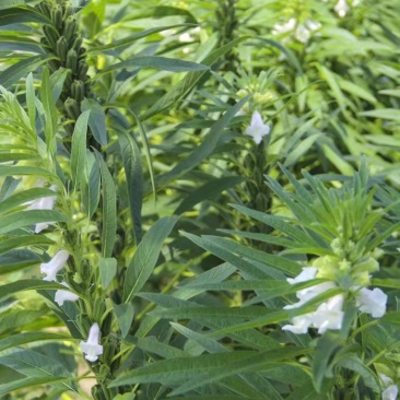 矮脚一条鞭白芝麻种子优质荚多早熟高产抗病农家春夏播农家蔬