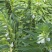 矮脚一条鞭白芝麻种子优质荚多早熟高产抗病农家春夏播农家蔬
