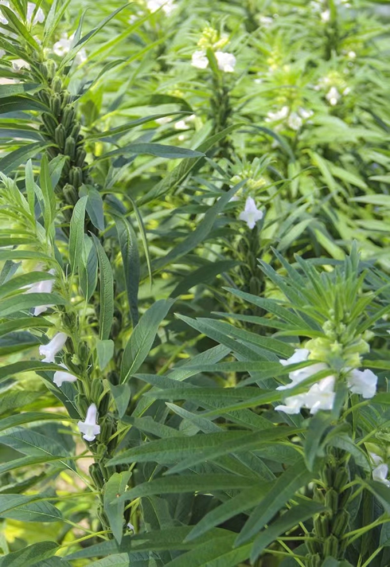 矮脚一条鞭白芝麻种子优质荚多早熟高产抗病农家春夏播农家蔬