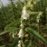 矮脚一条鞭白芝麻种子优质荚多早熟高产抗病农家春夏播农家蔬