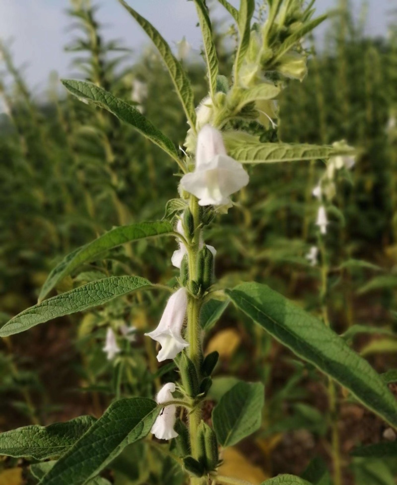 矮脚一条鞭白芝麻种子优质荚多早熟高产抗病农家春夏播农家蔬