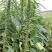 矮脚一条鞭白芝麻种子优质荚多早熟高产抗病农家春夏播农家蔬