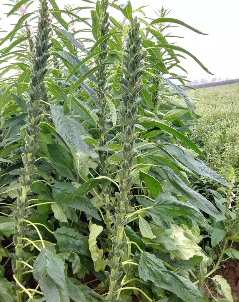 矮脚一条鞭白芝麻种子优质荚多早熟高产抗病农家春夏播农家蔬