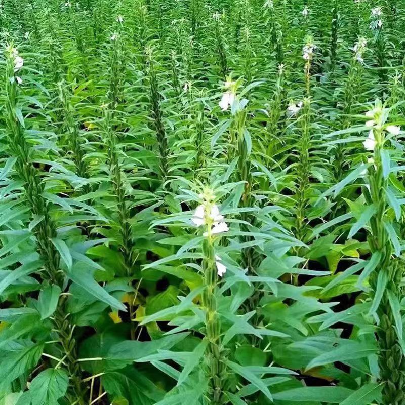 矮脚一条鞭白芝麻种子优质荚多早熟高产抗病农家春夏播农家蔬