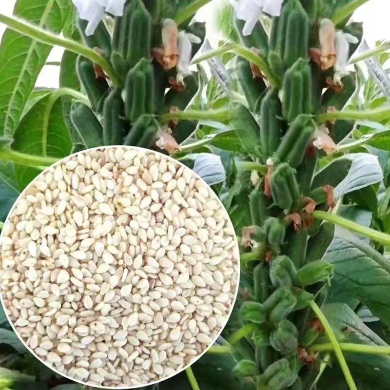 矮脚一条鞭白芝麻种子优质荚多早熟高产抗病农家春夏播农家蔬
