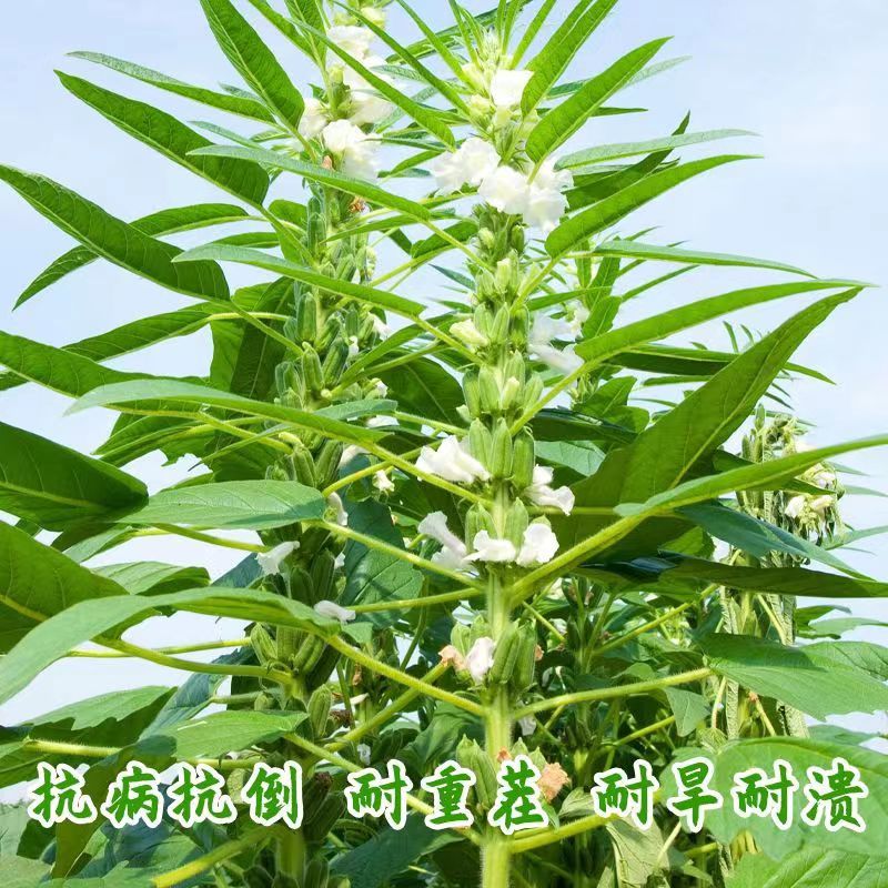 矮脚一条鞭白芝麻种子优质荚多早熟高产抗病农家春夏播农家蔬