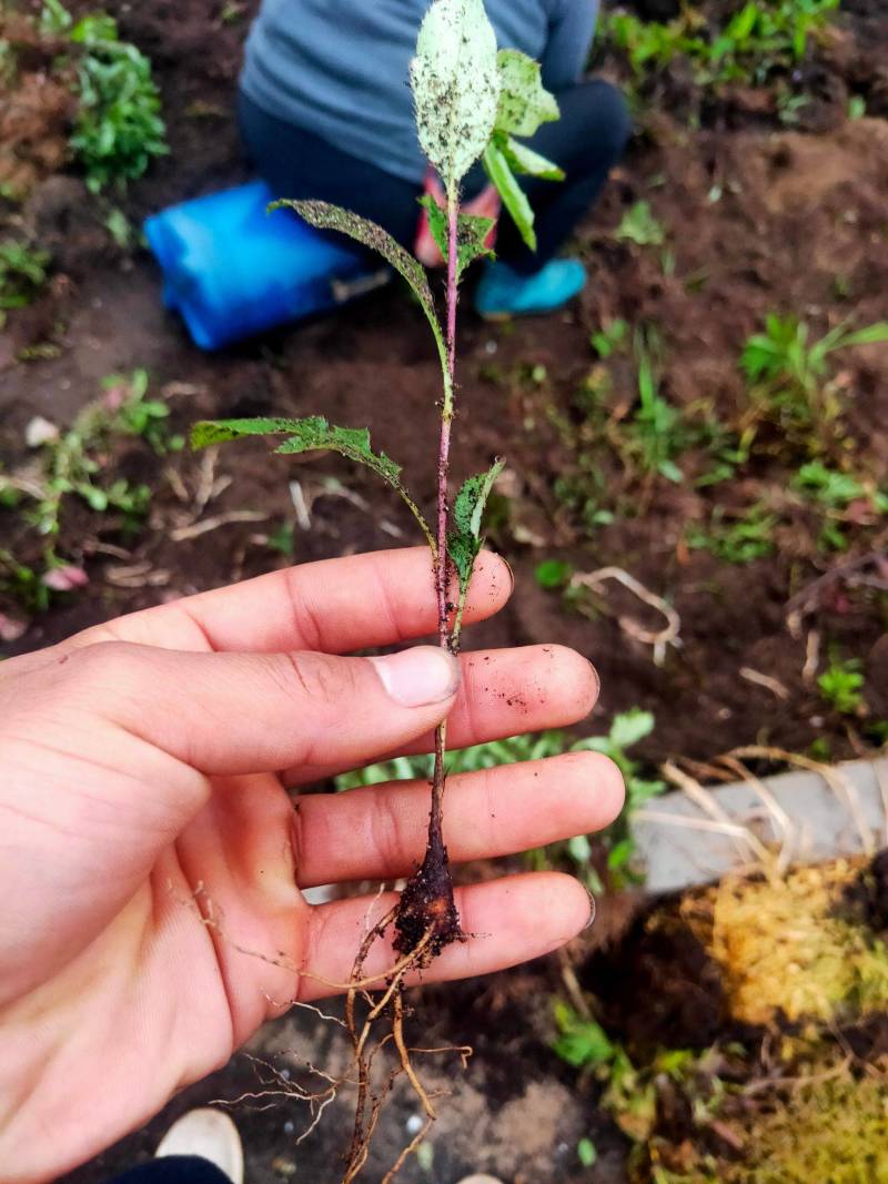 内蒙古2年生苍术种苗，大量现货，欢迎大家来电咨询