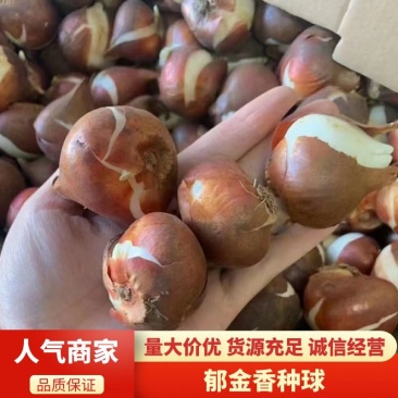 进口郁金香种球多年生草本多种颜色全国发货量大优惠