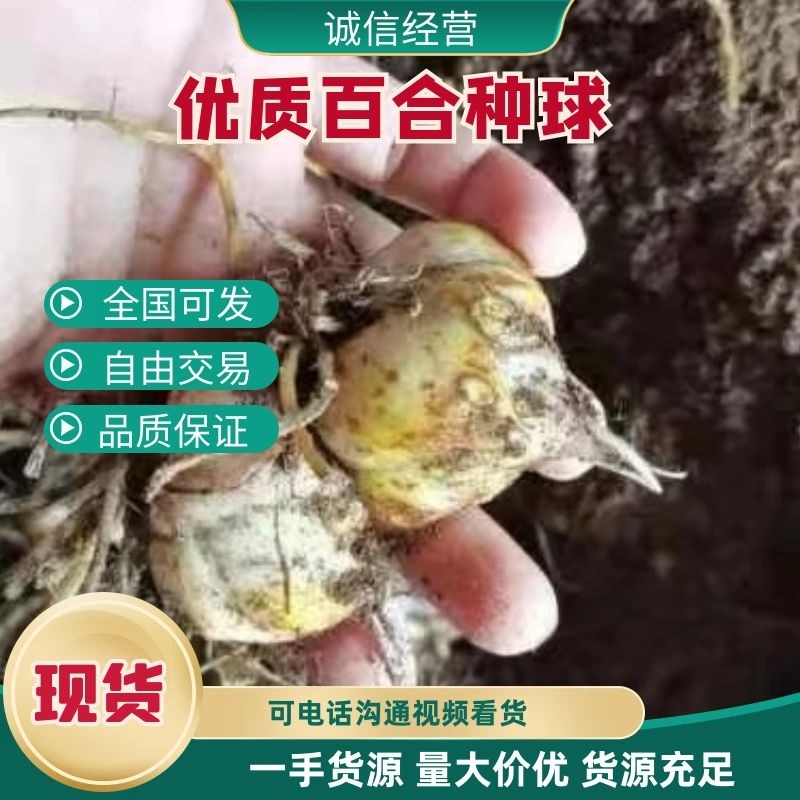 【推荐】百合种球多年生花卉籽球花海观赏绿化量大优惠