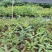 刨花润楠芽苗，无访布袋苗经济林和绿化树，欢迎来电