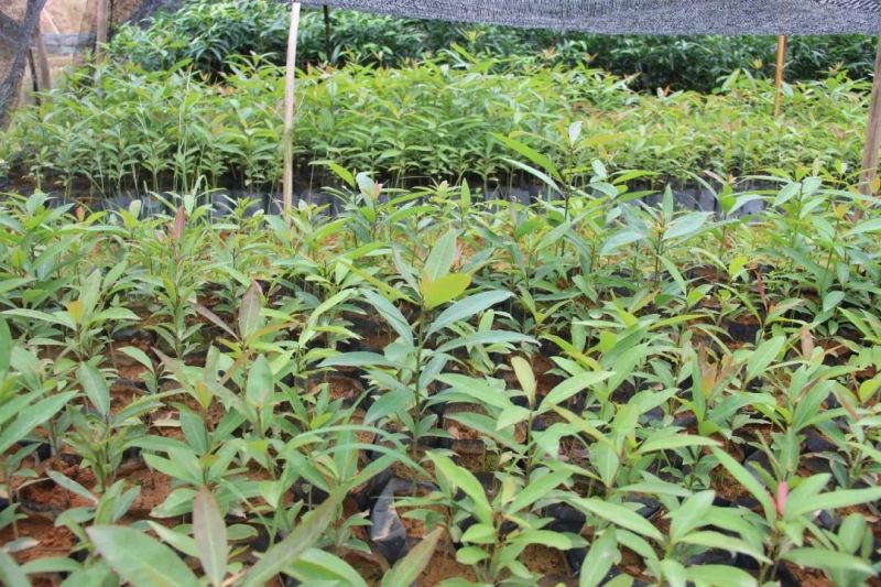 刨花润楠芽苗，无访布袋苗经济林和绿化树，欢迎来电