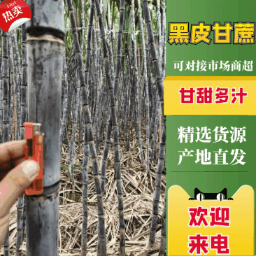 【实力】云南黑皮甘蔗，产地一手货源，供应全国