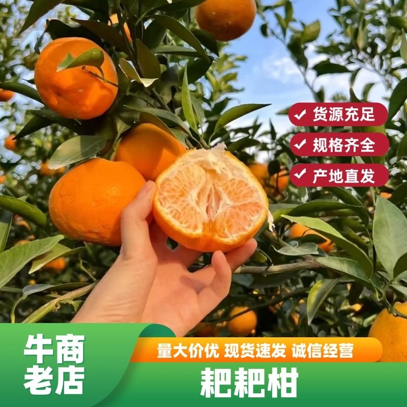 耙耙柑大量上市，春见耙的口感给质量不用担心，支持一件代发