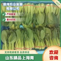 常年上海青，小白菜，菠菜，一手货源，真空预冷，