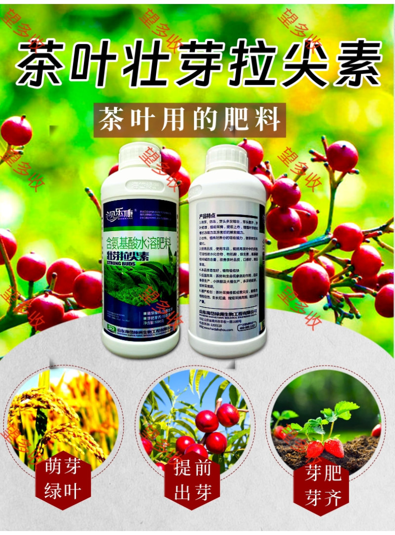 茶叶专用壮芽拉尖素壮芽嫩芽芽多浓密健壮植株增产提品质