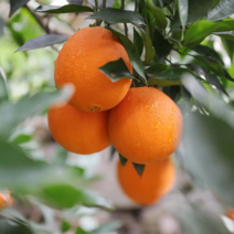 纽荷尔脐橙对接全国各大市场各类平台电商品质保证货发全国