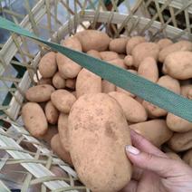 【新鲜】V7土豆大量现货供应产地一手货源直发量大价优