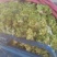 《浙江温州儿菜》自产自销价格便宜随到随装量大优惠