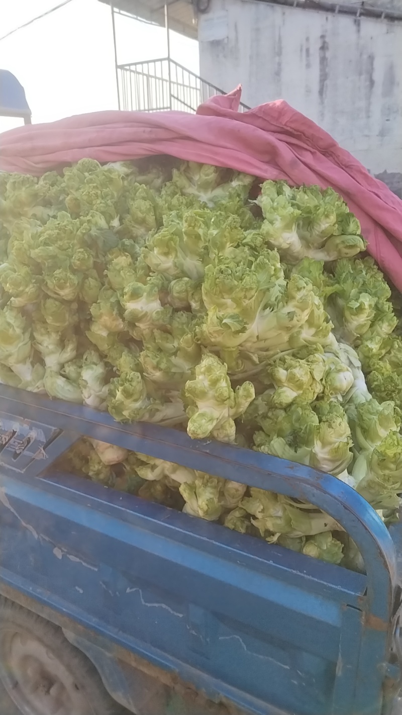 《浙江温州儿菜》自产自销价格便宜随到随装量大优惠