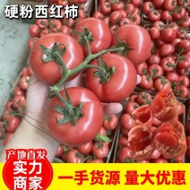 【西红柿】硬粉西红柿弧三以上品质保证可视频看货