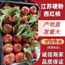 【江苏硬粉西红柿】连云港西红柿大量有货果行圆硬度好