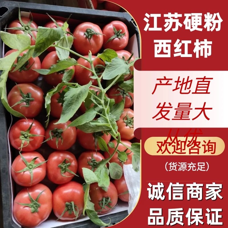 【江苏硬粉西红柿】连云港西红柿大量有货果行圆硬度好